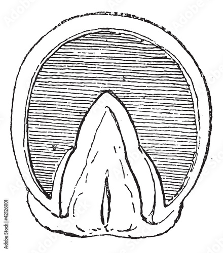 Horse's hoof (Front Upright) vintage engraving