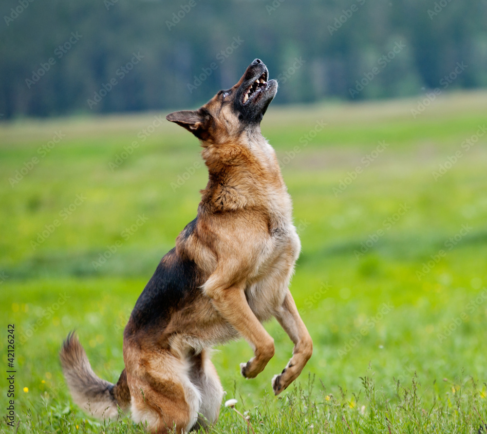 dog plays