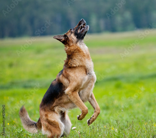 Obraz na płótnie dog plays w salonie