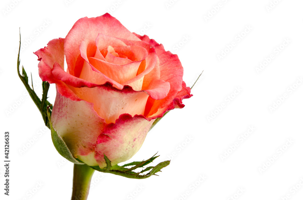 Obraz premium Rosenblüte