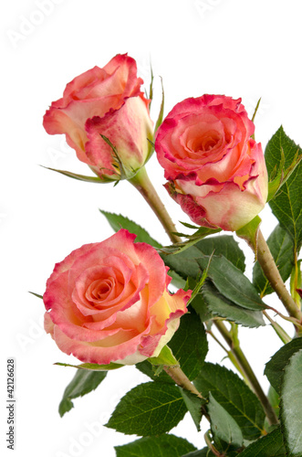 Drei elegante Rosen