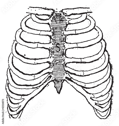 Sternum or Breastbone, vintage engraving.