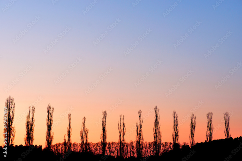 Fototapeta premium populus trees