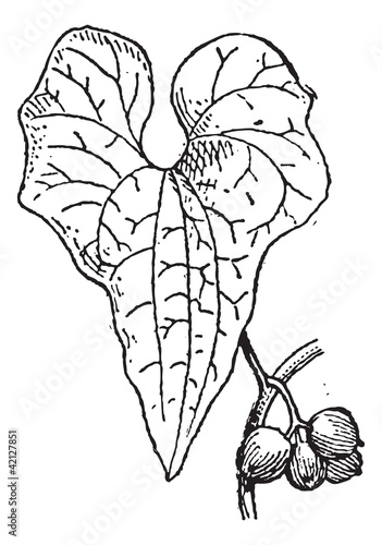 Tamus communis or Dioscorea communis vintage engraving