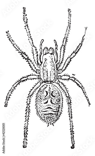 Tarantula vintage engraving