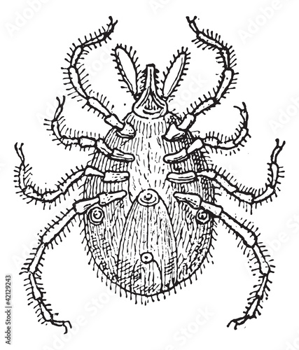 Tick parasite, vintage engraving.