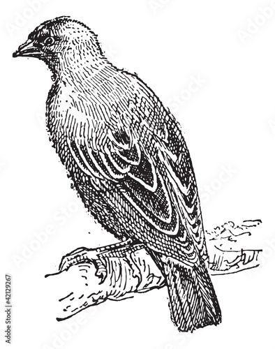 Weaver oriole perching on branch, vintage engraving.