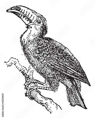 Toucan, vintage engraving.