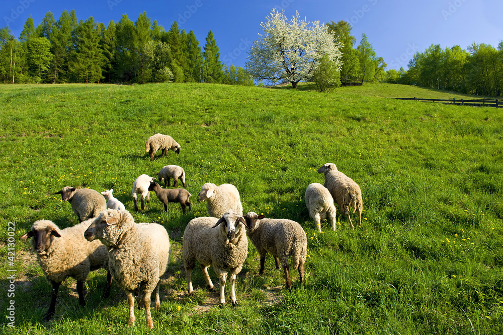 Fototapeta premium sheep pasturage