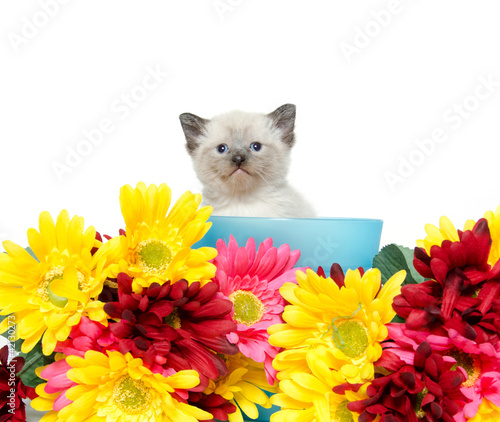 Fototapeta Naklejka Na Ścianę i Meble -  Cute kitten iand flowers
