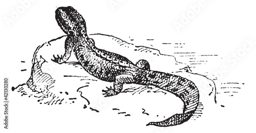 Crested Newt or Triturus sp., vintage engraving