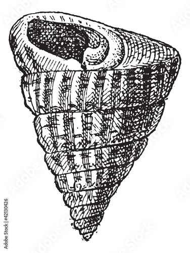 Trochiform Shape of a Shellfish, vintage engraving