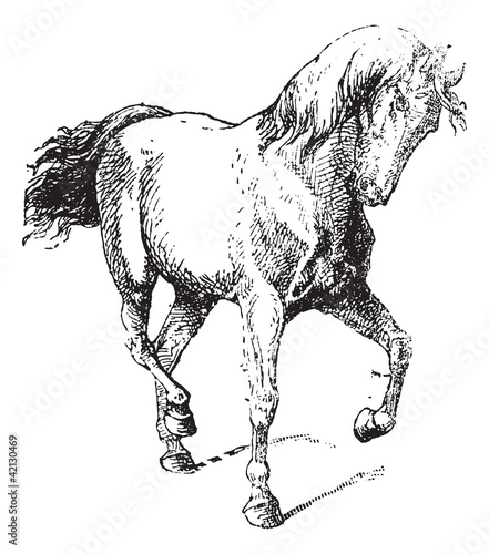 Horse Training, vintage engraving