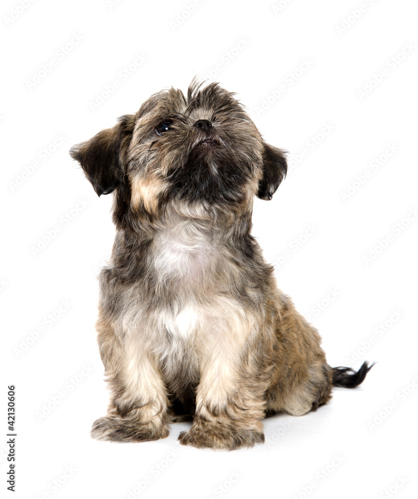 Shih Tzu puppy Shih Tzu puppy