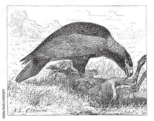 Wedge-tailed Eagle or Aquila audax, vintage engraving