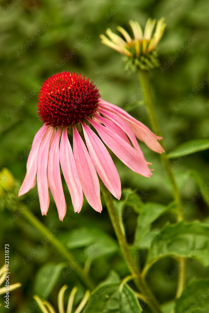 Obraz premium Echinacea