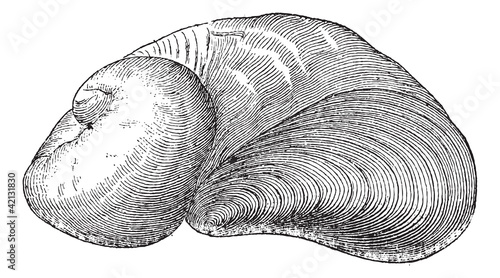 Requienia ammonia, vintage engraving