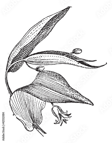 Uvularia or Bellwort, vintage engraving. photo