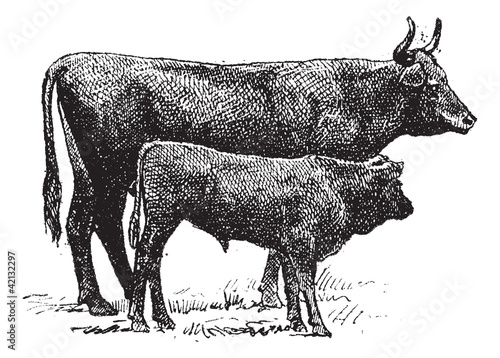 Auvergne cattle breed, vintage engraving.