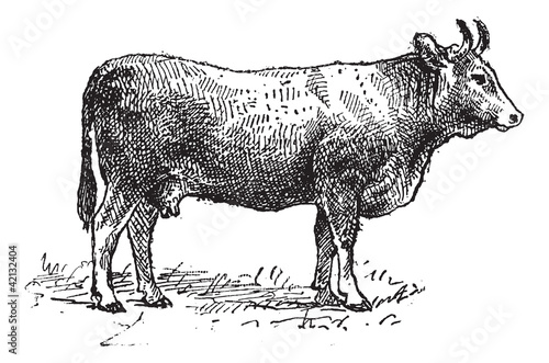 Limousin cattle breed, vintage engraving.