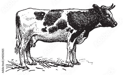 Dutch cattle breed, vintage engraving.