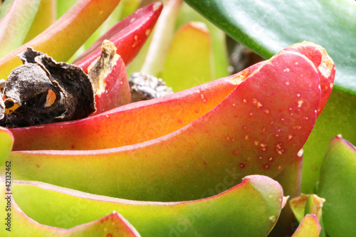 PFLANZEN_1390_glottiphyllum_linguiforme