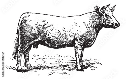 Charolais cattle, vintage engraving.