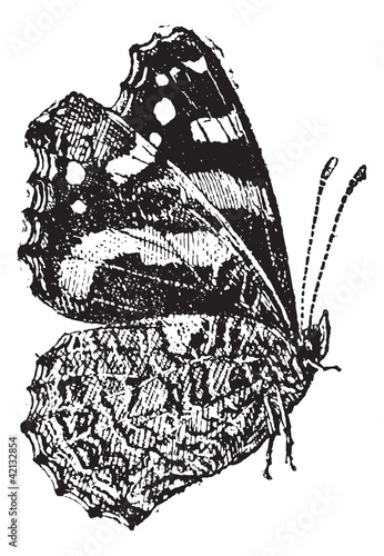 The Red Admiral (Vanessa atalanta) a colorful butterfly, vintage