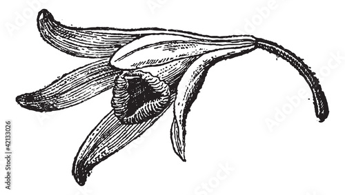Vanilla flower, vintage engraving.