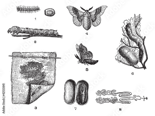 Silkworm or Bombyx mori, vintage engraving