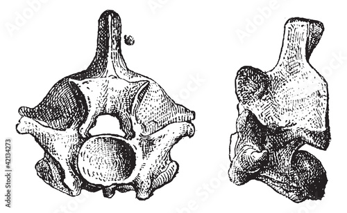 Reptile Vertebrae, vintage engraving