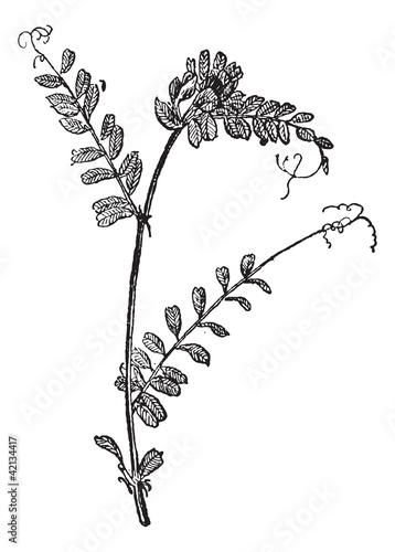 Common Vetch or Vicia sativa, vintage engraving
