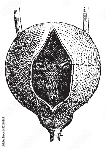 Human Urinary Bladder, vintage engraving