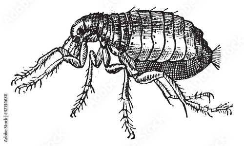 Flea, vintage engraving.
