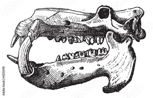 Ivory, Hippo skull, vintage engraving.