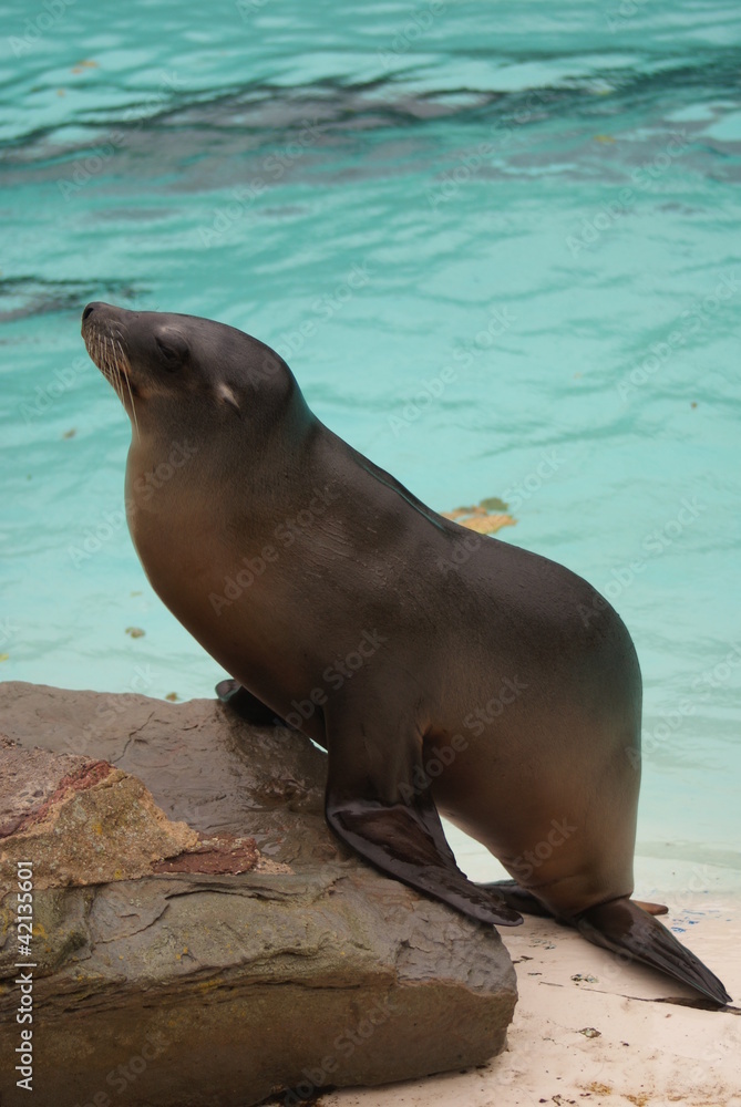 Fototapeta premium Californian Sea Lion - Zalophus californianus