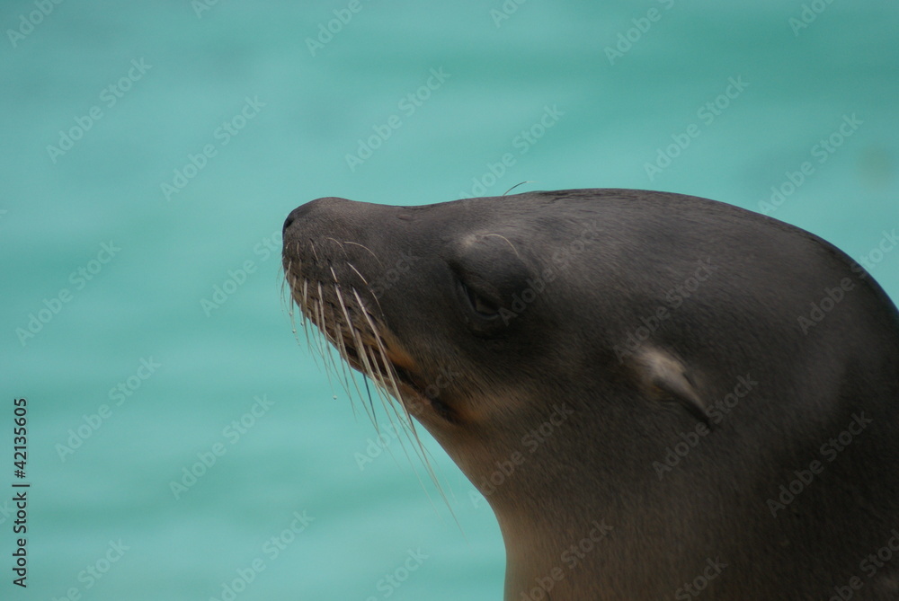 Obraz premium Californian Sea Lion - Zalophus californianus