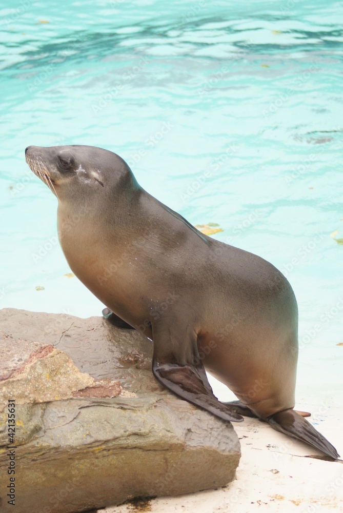 Fototapeta premium Californian Sea Lion - Zalophus californianus