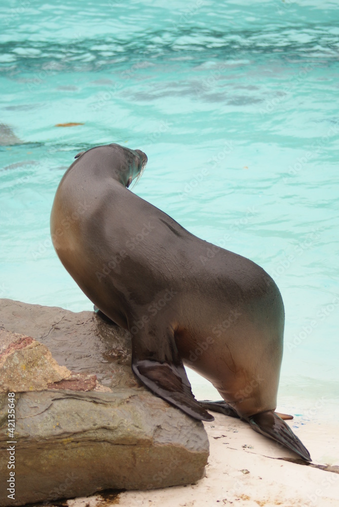 Fototapeta premium Californian Sea Lion - Zalophus californianus