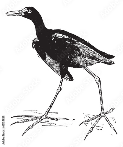 Jacana or Jesus birds, vintage engraving.