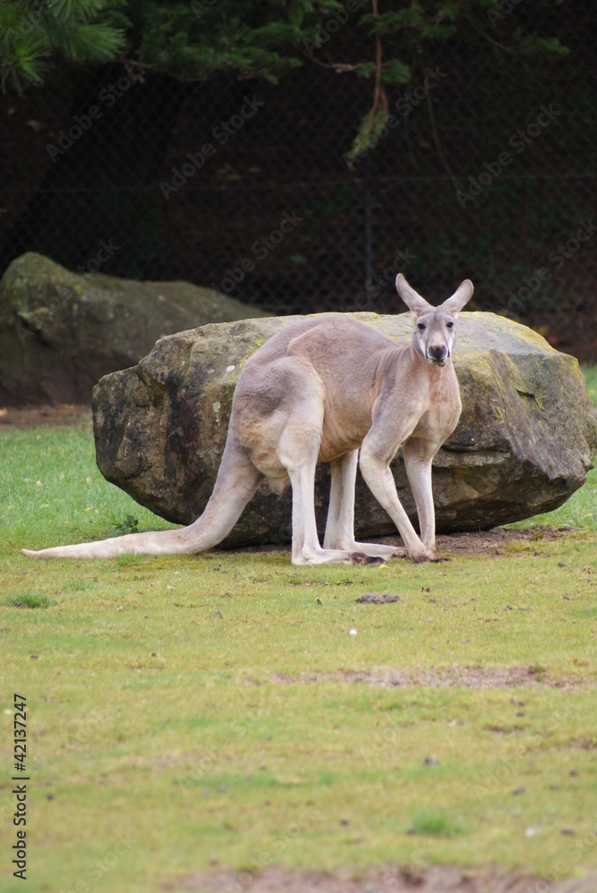 Red Kangaroo - Macropus rufus Red Kangaroo - Macropus rufus