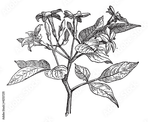 Jasmine or Jasminum, vintage engraving.