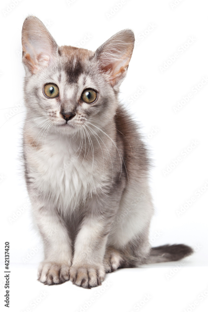 Abyssinian kitten on white background