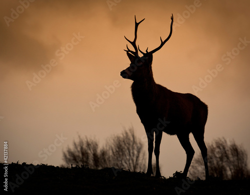Red Deer Silhouette