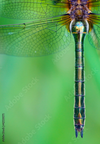 Detail of a dragonfly (Cordulia aenea)