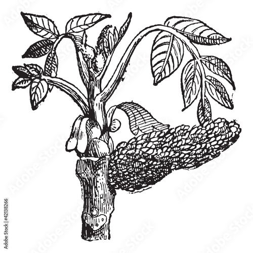Walnut Juglans, vintage engraving.