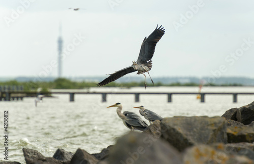 Grey heron fishing in a lake © Naj