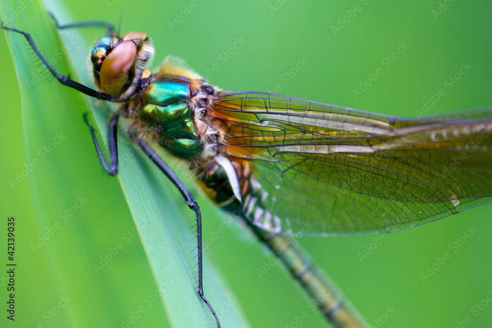A dragonfly (Cordulia aenea) warming its wings A dragonfly (Cordulia aenea) warming its wings
