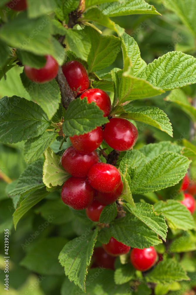 Cherry Cherry