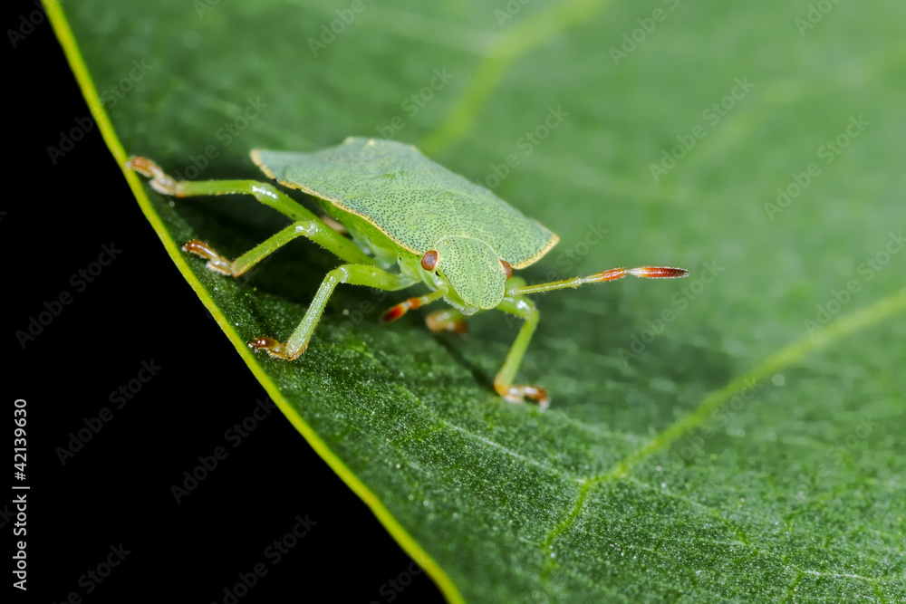 Fototapeta premium green shield bug, palomena prasina